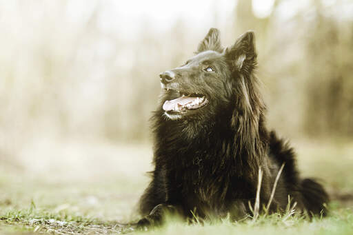 Een mooie belgische herdershond (groenendaeler) liggend op een wandeling
