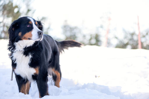 Een volwassen berner sennenhond die geniet van wat beweging in de Snow