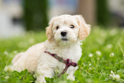 Een bichon frise die een welverdiende rust heeft op het gras