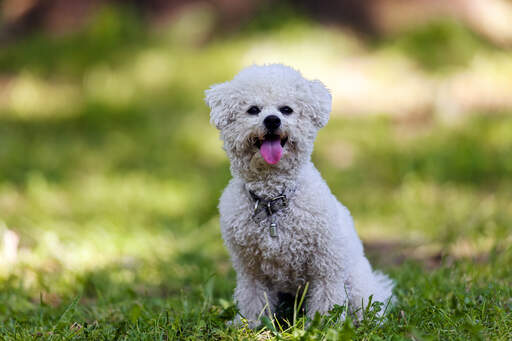 Een mooie, kleine bichon frise die netjes zit, wachtend op een commando