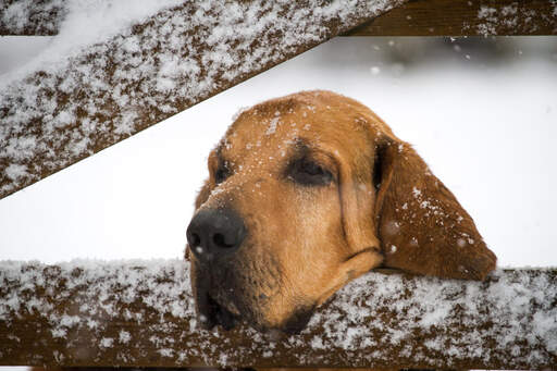 Een bloedhond die zijn hoofd rust op een hek in de Snow