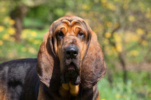 Een close up van de ongelooflijke, lange oren van een bloedhond