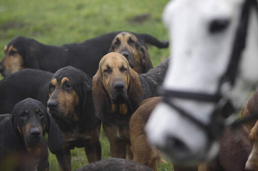 Een meute bloedhonden op jacht met de paarden