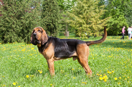 Een volwassen mannelijke bloedhond die pronkt met zijn prachtige, lange lichaam