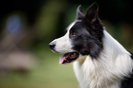 Een close up van de mooie lange neus en de attente oren van een zwart-witte border collie