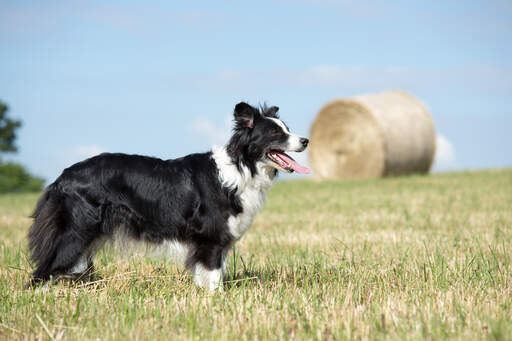 Een volwassen border collie die pronkt met zijn behendige lichaamsbouw