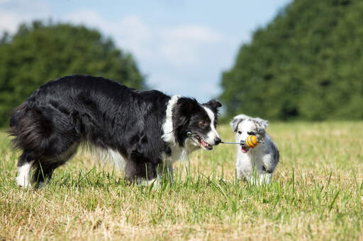 Een volwassen border collie leert een puppy hoe te spelen