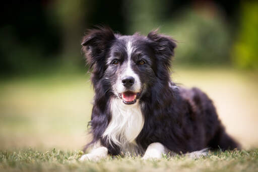 Een intelligente border collie die netjes ligt te wachten op wat commando's