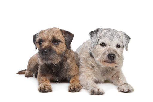 Twee border terriers liggen bij elkaar, oud en jong