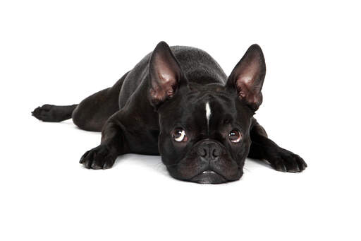 Een zwarte, mannelijke boston terrier puppy met zijn oren alert
