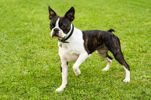 Een lieve, kleine mannelijke boston terrier, klaar om te spelen