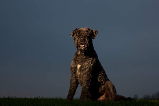 Een knappe bouvier des flandres zittend op een wandeling