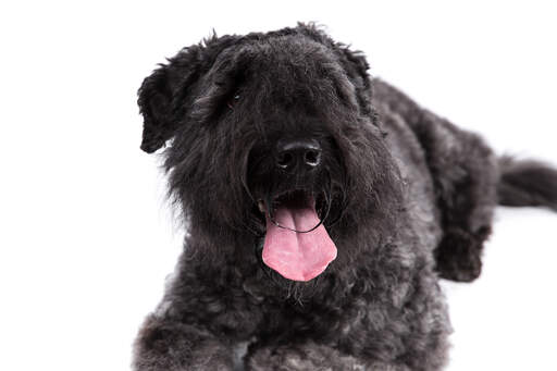 Het knappe gezicht van een liggende bouvier des flandres