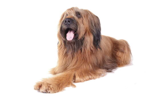 Een briard's prachtige lange rechte vacht