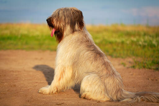 Een briard die mooi zit, wachtend op een bevel van zijn eigenaar