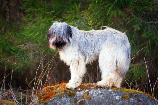 Een briard die op een rots staat, pronkend met zijn prachtige lange franje