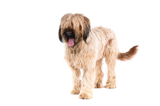 Een briard met een mooie dikke vacht