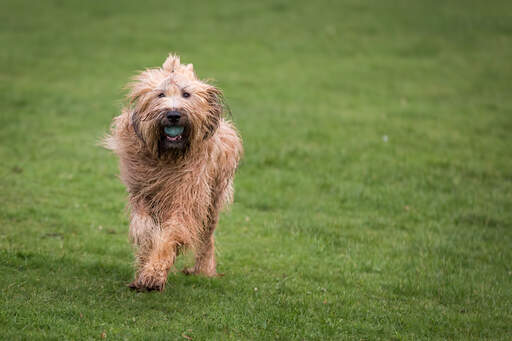 Een gezonde briard die buiten met een bal speelt