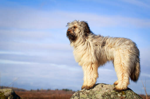 Een gezonde volwassen briard die zijn dikke zachte vacht laat zien