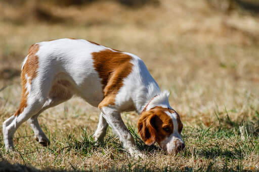 Een mooie kleine brittany die een geur volgt