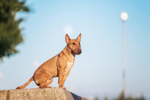 Een mooie, bruine bull terrier, die pronkt met zijn korte, dikke vacht en spitse oren