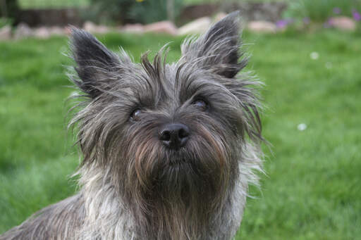 Een close up van een cairn terrier's prachtige scherpe oren en lange, pezige vacht