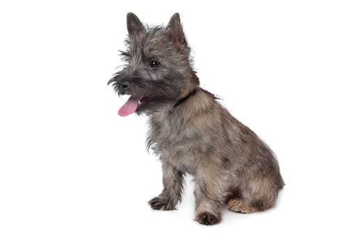 Een jonge cairn terrier pup met een korte en dikke vacht