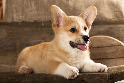 Een mooie, kleine cardigan welsh corgi puppy met een zachte, dikke vacht