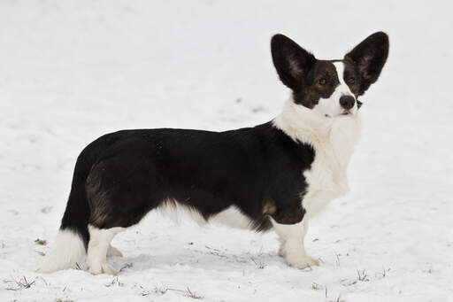 Een zwart-witte cardigan welsh corgi, pronken met zijn mooie, lange lichaam