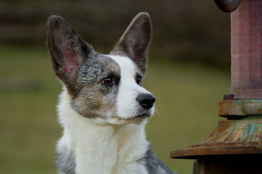 Een close up van de mooie, grote oren van een cardigan welsh corgi