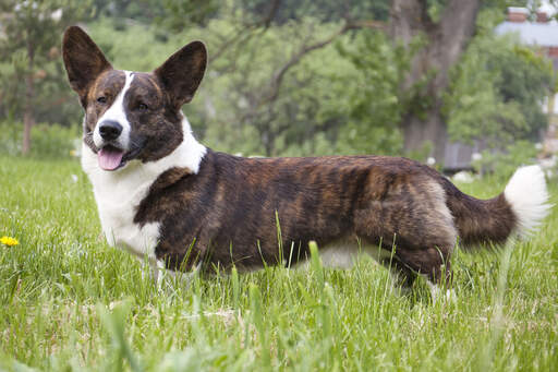 Een gezonde, bruine en witte cardigan welsh corgi die hoog in het gras staat