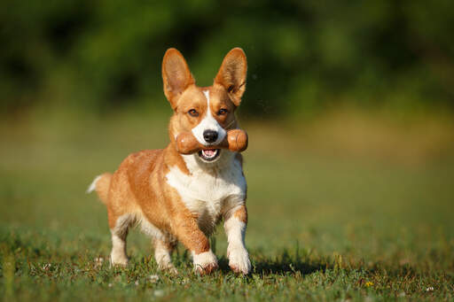 Een prachtige bruine en witte cardigan welsh corgi die buiten speelt