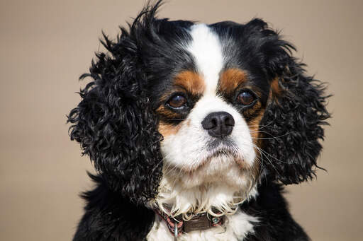 Een cavalier king charles spaniel's mooie, scruffy oren