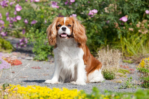 Een gezonde, kleine cavalier king charles spaniël met een traditionele vacht