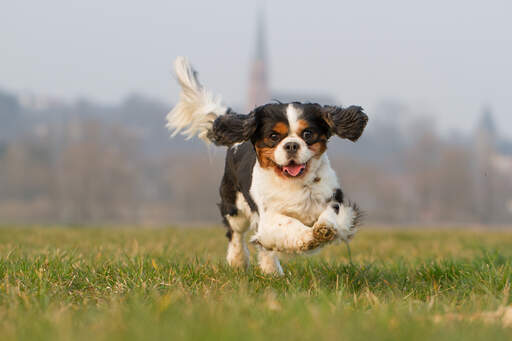 Een lieve, kleine cavalier king charles spaniel genietend van wat beweging