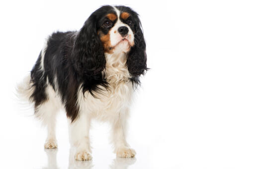 Een volwassen cavalier king charles spaniel met een mooie, lange vacht