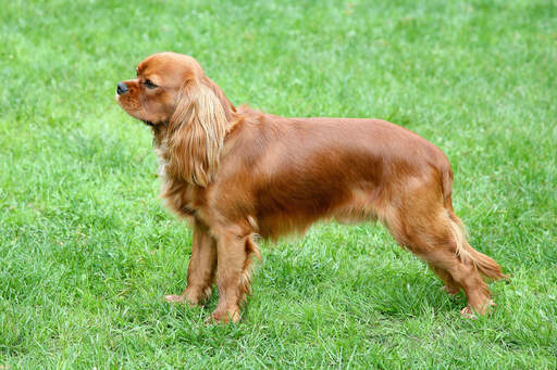 Een rode cavalier king charles spaniel pronken met zijn mooie, lange lichaam