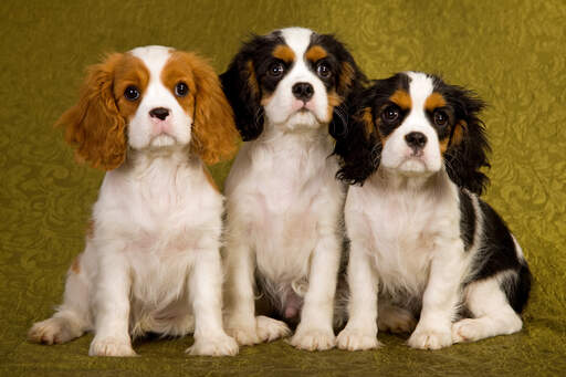 Drie kleine cavalier king charles spaniel's zitten geduldig