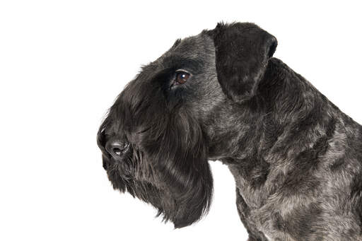 Een close up van een cesky terrier prachtige nette baard