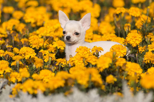 Een mooie, witte chihuahua die pronkt met zijn grote oren