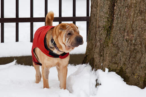 Een chinese shar pei met een mooi, rimpelig gezicht en een borstelige staart