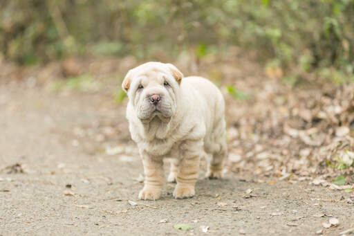 Een mooie, kleine chinese shar pei puppy met een rimpelige vacht