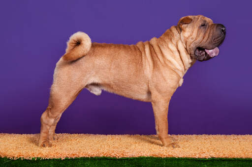 Een gezonde, mannelijke chinese shar pei pronkt met zijn mooie, sterke lichaam