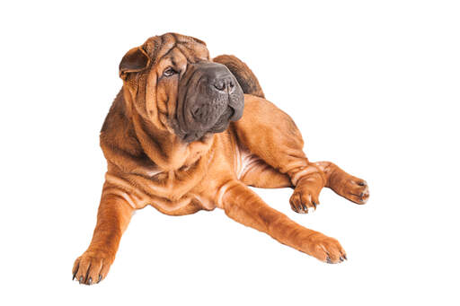 Een volwassen chinese shar pei die heel comfortabel ligt