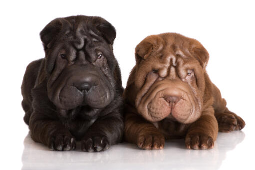 Twee mooie jonge chinese shar peis genieten van elkaars gezelschap