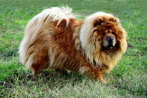 Een mooie, volwassen chow chow genietend van wat beweging op het gras