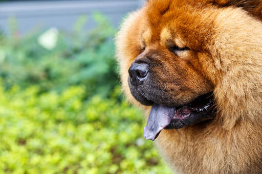 Een close up van een chow chow's prachtige, dikke, vos