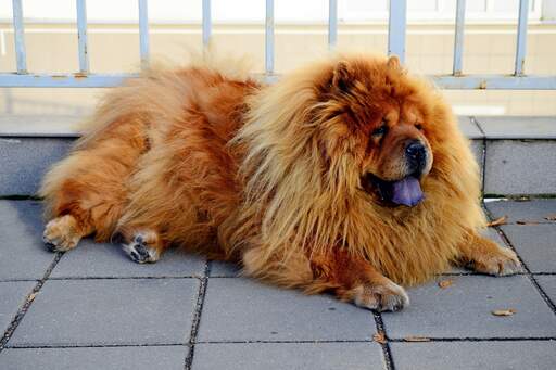 Een prachtige volwassen chow chow rustend op de stoep