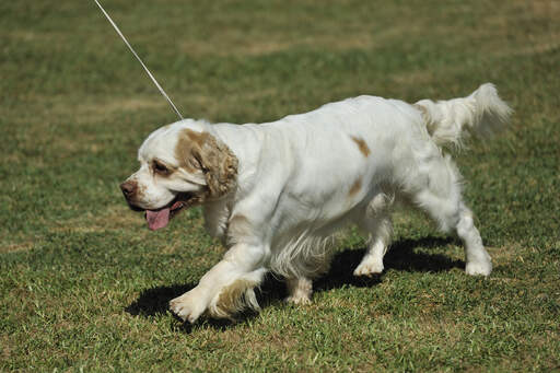 Een mooie, jonge clumber spaniel pup met een heerlijk zachte vacht