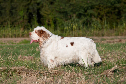 Een gezonde volwassen clumber spaniel met een lange, dikke vacht